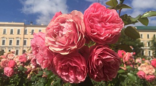 Садовники высадили в Санкт-Петербурге миллион роз