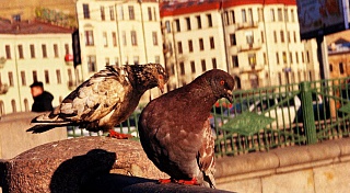Специалисты комитета по природопользованию обсудили методы регулирования численности птиц в Петербурге