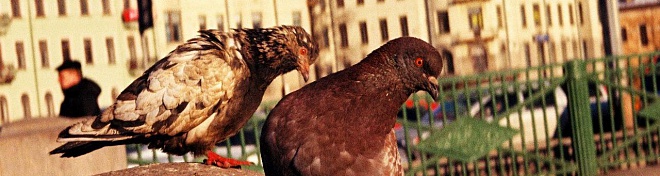 Специалисты комитета по природопользованию обсудили методы регулирования численности птиц в Петербурге